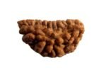 1 Mukhi Rudraksha