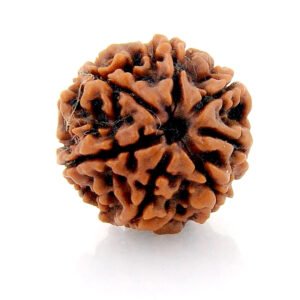 7 Mukhi Rudraksha Demo
