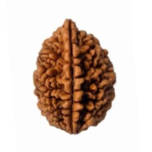 2 Mukhi Rudraksha