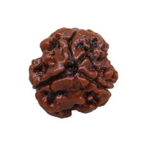 3 Mukhi Rudraksha