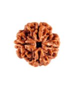 4 Mukhi Rudraksha