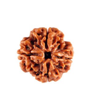 4 Mukhi Rudraksha