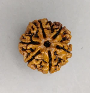 6 Mukhi Rudraksha
