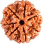 7 Mukhi Rudraksha