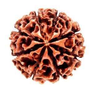 8 Mukhi Rudraksha
