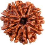 9 Mukhi Rudraksha