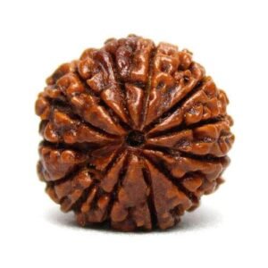 13 Mukhi Rudraksha