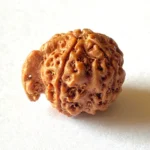 Ganesh Rudraksha