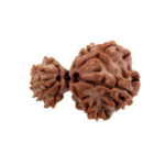 Garbh Gauri Rudraksha