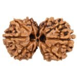 Gauri Shankar Rudraksha