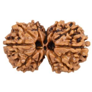 Gauri Shankar Rudraksha